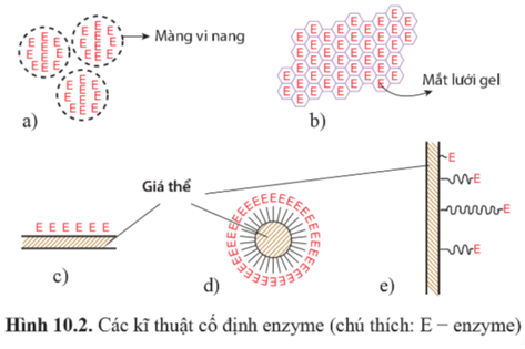 Chuyên đề Sinh học 10 Bài 10 (Cánh diều): Ứng dụng và triển vọng của công nghệ enzyme  (ảnh 1)