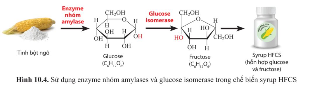 Chuyên đề Sinh học 10 Bài 10 (Cánh diều): Ứng dụng và triển vọng của công nghệ enzyme  (ảnh 1)