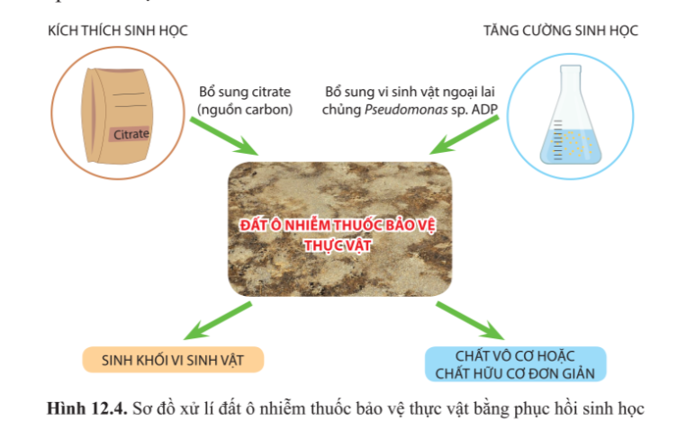 Chuyên đề Sinh học 10 Bài 12 (Cánh diều): Công nghệ ứng dụng vi sinh vật trong xử lí ô nhiễm môi trường đất, nước  (ảnh 1)