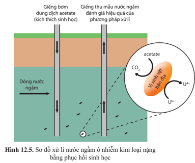 Chuyên đề Sinh học 10 Bài 12 (Cánh diều): Công nghệ ứng dụng vi sinh vật trong xử lí ô nhiễm môi trường đất, nước  (ảnh 1)