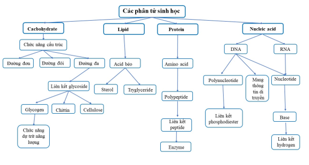 Sách bài tập Sinh học 10 Chương 1 (Kết nối tri thức): Thành phần hóa học của tế bào  (ảnh 1)