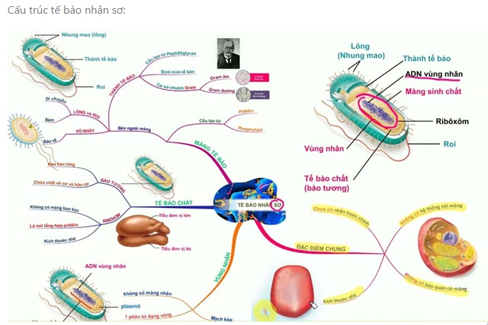 Sách bài tập Sinh học 10 Chương 2 (Kết nối tri thức): Cấu trúc tế bào  (ảnh 1)