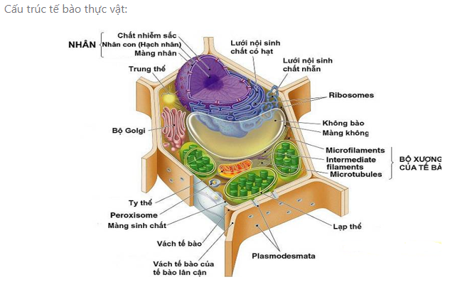 Sách bài tập Sinh học 10 Chương 2 (Kết nối tri thức): Cấu trúc tế bào  (ảnh 1)