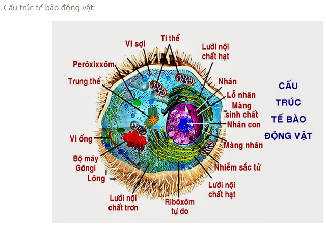 Sách bài tập Sinh học 10 Chương 2 (Kết nối tri thức): Cấu trúc tế bào  (ảnh 1)