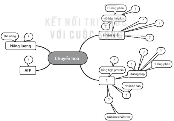 Sách bài tập Sinh học 10 Chương 4 (Kết nối tri thức): Chuyển hóa năng lượng trong tế bào  (ảnh 1)