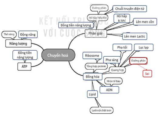 Sách bài tập Sinh học 10 Chương 4 (Kết nối tri thức): Chuyển hóa năng lượng trong tế bào  (ảnh 1)