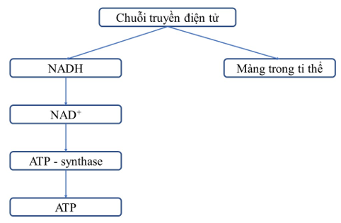 Sách bài tập Sinh học 10 Chương 4 (Kết nối tri thức): Chuyển hóa năng lượng trong tế bào  (ảnh 1)