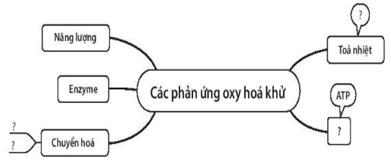 Sách bài tập Sinh học 10 Chương 4 (Kết nối tri thức): Chuyển hóa năng lượng trong tế bào  (ảnh 1)