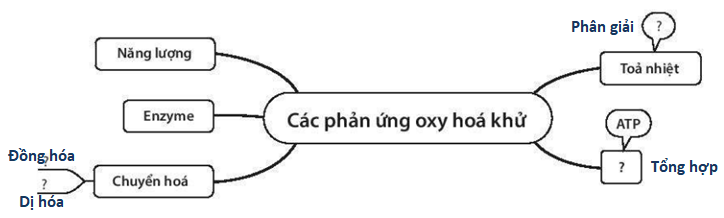 Sách bài tập Sinh học 10 Chương 4 (Kết nối tri thức): Chuyển hóa năng lượng trong tế bào  (ảnh 1)