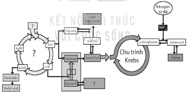 Sách bài tập Sinh học 10 Chương 4 (Kết nối tri thức): Chuyển hóa năng lượng trong tế bào  (ảnh 1)