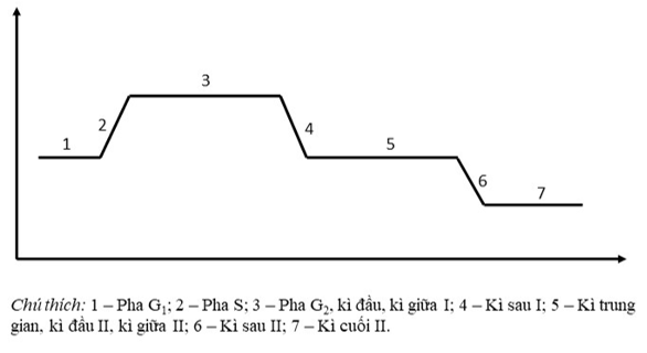 Sách bài tập Sinh học 10 Chương 5 (Kết nối tri thức): Chu kì tế bào và phân bào  (ảnh 1)