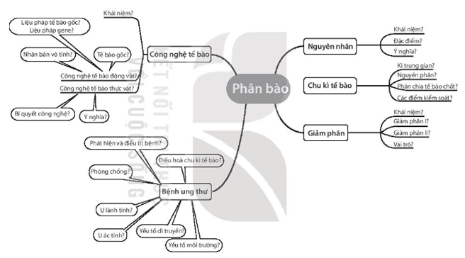 Sách bài tập Sinh học 10 Chương 5 (Kết nối tri thức): Chu kì tế bào và phân bào  (ảnh 1)