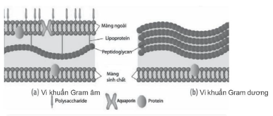 Sách bài tập Sinh học 10 Chương 6 (Kết nối tri thức): Sinh học vi sinh vật  (ảnh 1)