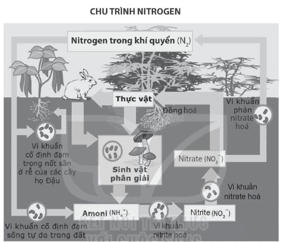 Sách bài tập Sinh học 10 Chương 6 (Kết nối tri thức): Sinh học vi sinh vật  (ảnh 1)