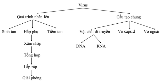 Sách bài tập Sinh học 10 Chương 7 (Kết nối tri thức): Virus (ảnh 1)