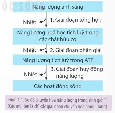 Lý thuyết Sinh học 11 Bài 1 (Kết nối tri thức): Khái quát về trao đổi chất và chuyển hóa năng lượng (ảnh 1)