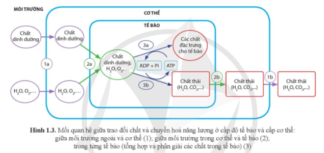 Lý thuyết Sinh học 11 Bài 1 (Cánh diều): Khái quát về trao đổi chất và chuyển hóa năng lượng (ảnh 1)