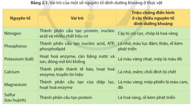 Lý thuyết Sinh học 11 Bài 2 (Cánh diều): Trao đổi nước và khoáng ở thực vật (ảnh 1)