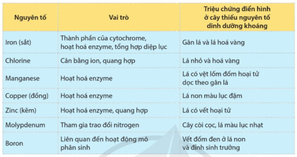 Lý thuyết Sinh học 11 Bài 2 (Cánh diều): Trao đổi nước và khoáng ở thực vật (ảnh 1)