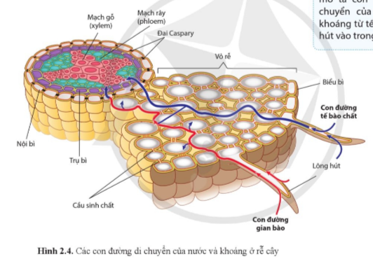 Lý thuyết Sinh học 11 Bài 2 (Cánh diều): Trao đổi nước và khoáng ở thực vật (ảnh 1)