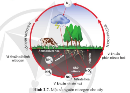 Lý thuyết Sinh học 11 Bài 2 (Cánh diều): Trao đổi nước và khoáng ở thực vật (ảnh 1)