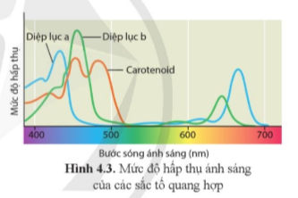 Lý thuyết Sinh học 11 Bài 4 (Cánh diều): Quang hợp ở thực vật (ảnh 1)