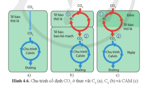 Lý thuyết Sinh học 11 Bài 4 (Cánh diều): Quang hợp ở thực vật (ảnh 1)