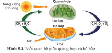 Lý thuyết Sinh học 11 Bài 5 (Cánh diều): Hô hấp ở thực vật (ảnh 1)