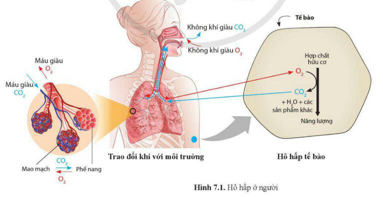 Lý thuyết Sinh học 11 Bài 7 (Cánh diều): Hô hấp ở động vật (ảnh 1)