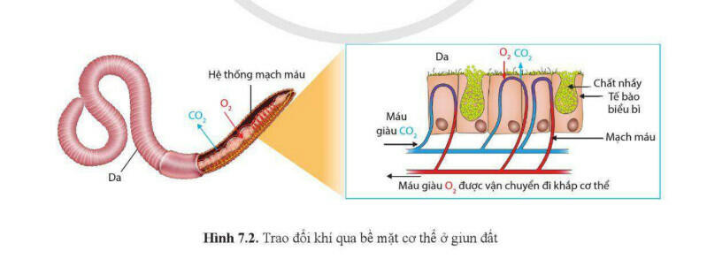 Lý thuyết Sinh học 11 Bài 7 (Cánh diều): Hô hấp ở động vật (ảnh 1)