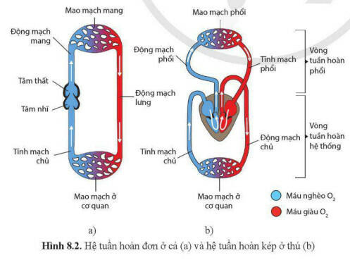 Lý thuyết Sinh học 11 Bài 8 (Cánh diều): Hệ tuần hoàn ở động vật (ảnh 1)