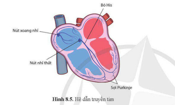 Lý thuyết Sinh học 11 Bài 8 (Cánh diều): Hệ tuần hoàn ở động vật (ảnh 1)