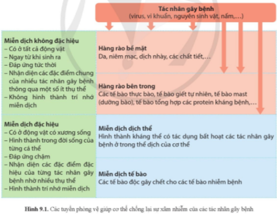 Lý thuyết Sinh học 11 Bài 9 (Cánh diều): Miễn dịch ở người và động vật (ảnh 1)