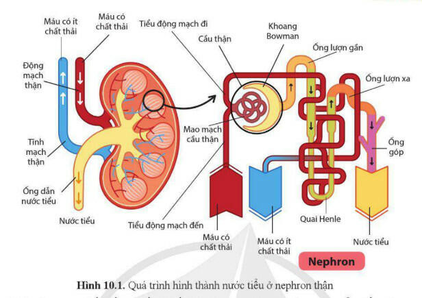 Lý thuyết Sinh học 11 Bài 10 (Cánh diều): Bài tiết và cân bằng nội môi (ảnh 1)