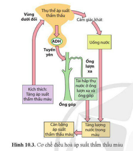 Lý thuyết Sinh học 11 Bài 10 (Cánh diều): Bài tiết và cân bằng nội môi (ảnh 1)