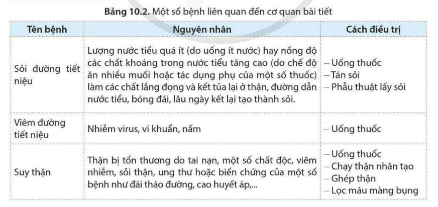 Lý thuyết Sinh học 11 Bài 10 (Cánh diều): Bài tiết và cân bằng nội môi (ảnh 1)