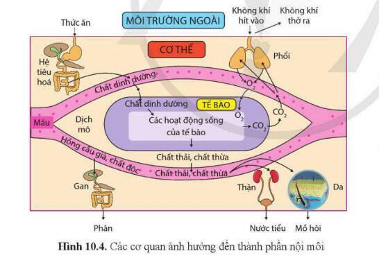 Lý thuyết Sinh học 11 Bài 10 (Cánh diều): Bài tiết và cân bằng nội môi (ảnh 1)