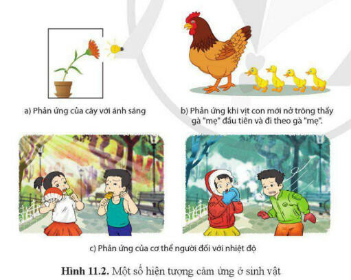 Lý thuyết Sinh học 11 Bài 11 (Cánh diều): Khái quát về cảm ứng ở sinh vật (ảnh 1)