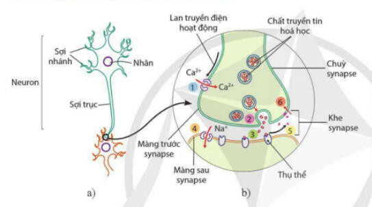 Lý thuyết Sinh học 11 Bài 13 (Cánh diều): Cảm ứng ở động vật (ảnh 1)