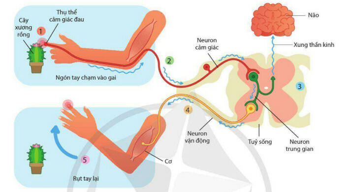 Lý thuyết Sinh học 11 Bài 13 (Cánh diều): Cảm ứng ở động vật (ảnh 1)