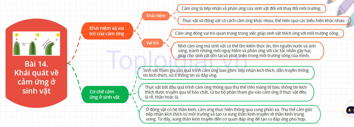 Lý thuyết Sinh học 11 Bài 14 (Kết nối tri thức): Khái quát về cảm ứng ở sinh vật (ảnh 1)