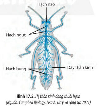 Lý thuyết Sinh học 11 Bài 17 (Chân trời sáng tạo): Cảm ứng ở động vật (ảnh 1)