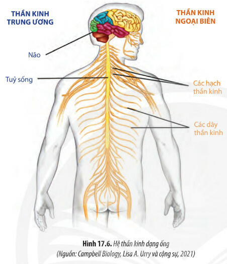 Lý thuyết Sinh học 11 Bài 17 (Chân trời sáng tạo): Cảm ứng ở động vật (ảnh 1)