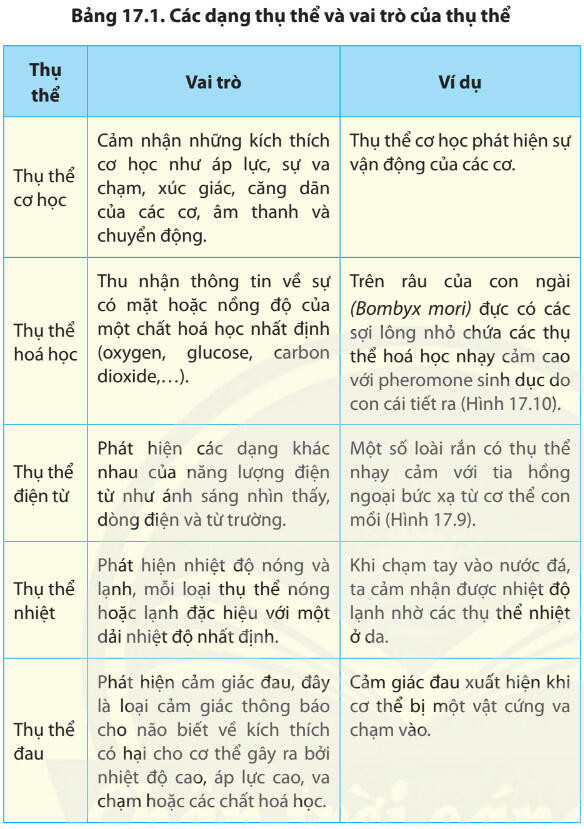 Lý thuyết Sinh học 11 Bài 17 (Chân trời sáng tạo): Cảm ứng ở động vật (ảnh 1)