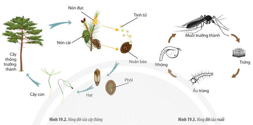 Lý thuyết Sinh học 11 Bài 19 (Chân trời sáng tạo): Khái quát về sinh trưởng và phát triển ở sinh vật (ảnh 1)