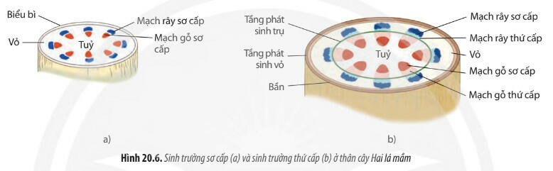 Lý thuyết Sinh học 11 Bài 20 (Chân trời sáng tạo): Sinh trưởng và phát triển ở thực vật (ảnh 1)