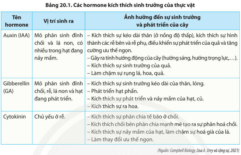 Lý thuyết Sinh học 11 Bài 20 (Chân trời sáng tạo): Sinh trưởng và phát triển ở thực vật (ảnh 1)