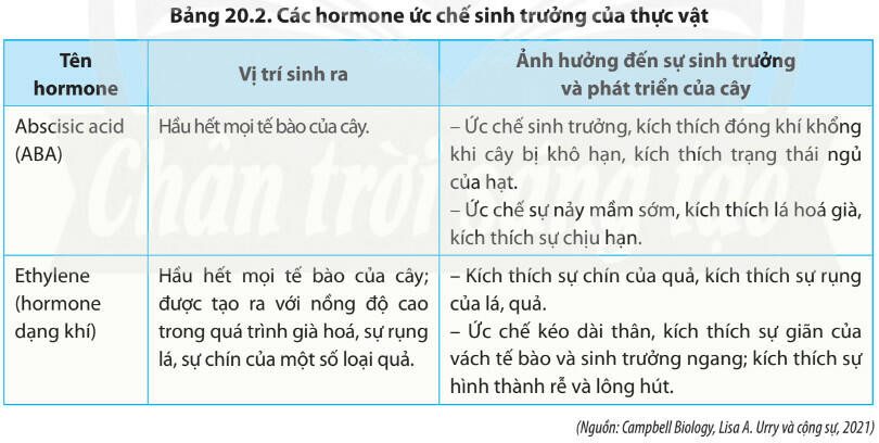 Lý thuyết Sinh học 11 Bài 20 (Chân trời sáng tạo): Sinh trưởng và phát triển ở thực vật (ảnh 1)