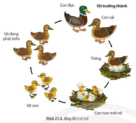 Lý thuyết Sinh học 11 Bài 21 (Chân trời sáng tạo): Sinh trưởng và phát triển ở động vật (ảnh 1)