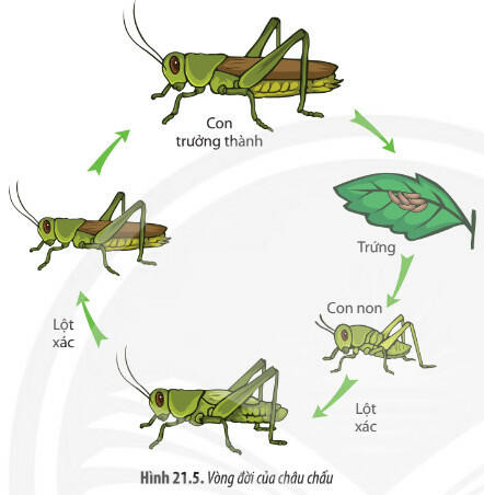 Lý thuyết Sinh học 11 Bài 21 (Chân trời sáng tạo): Sinh trưởng và phát triển ở động vật (ảnh 1)